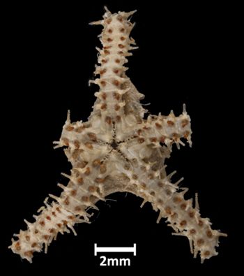 Media type: image;   Invertebrate Zoology OPH-2145 Aspect: ventral